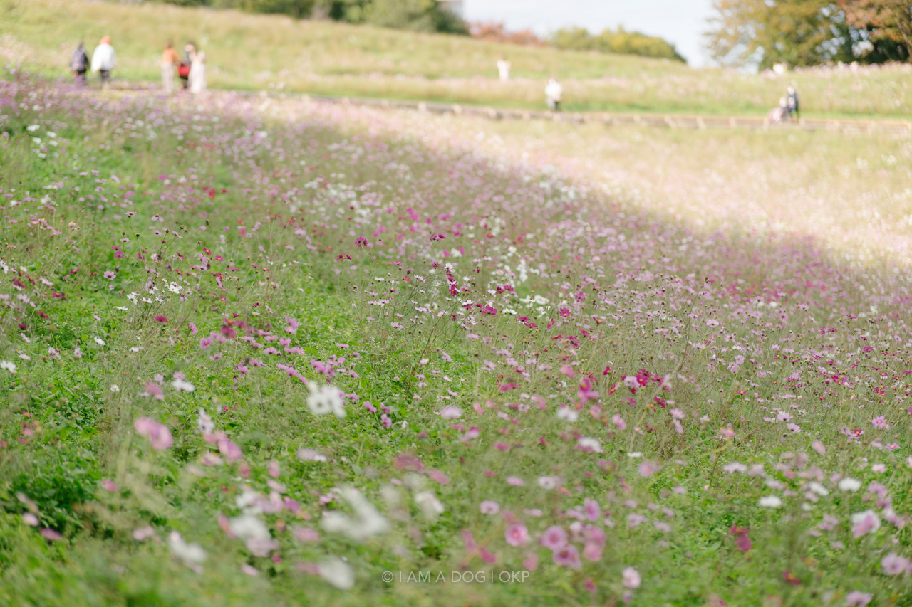 f:id:OKP:20220303232852j:plain