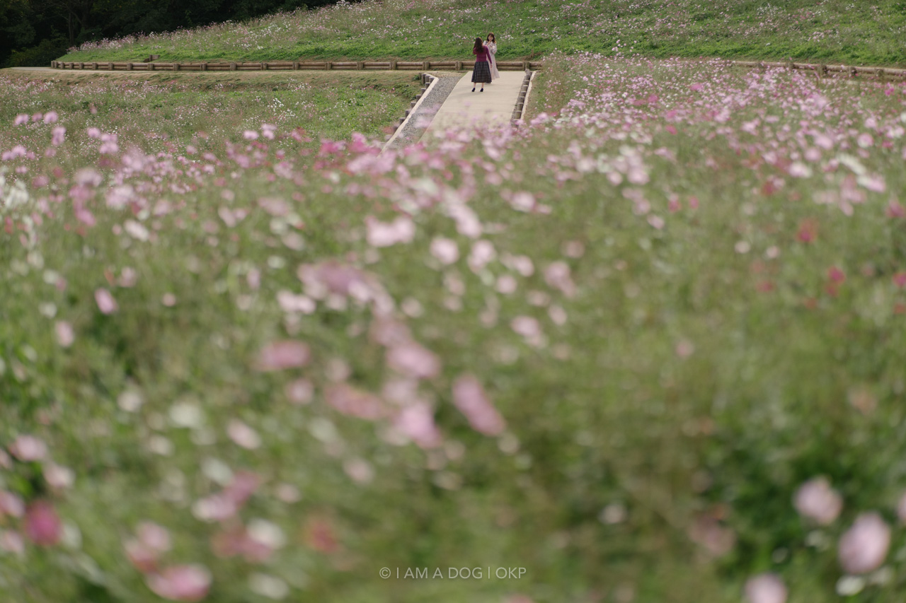 f:id:OKP:20220303232900j:plain