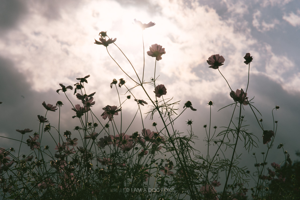 f:id:OKP:20220303232904j:plain