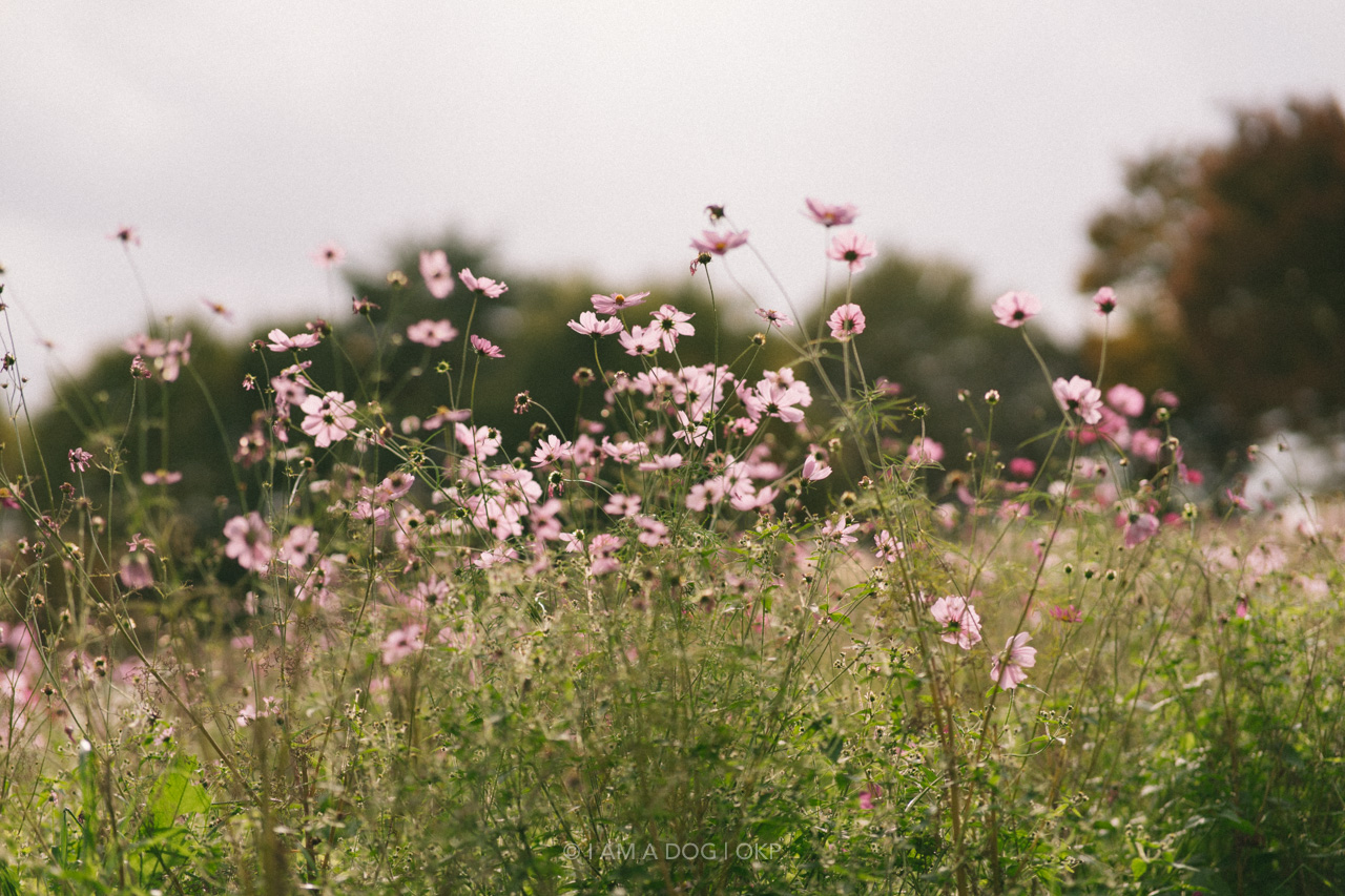 f:id:OKP:20220303232908j:plain