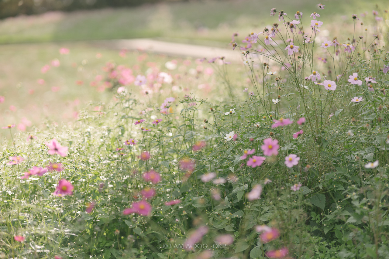 f:id:OKP:20220303232913j:plain