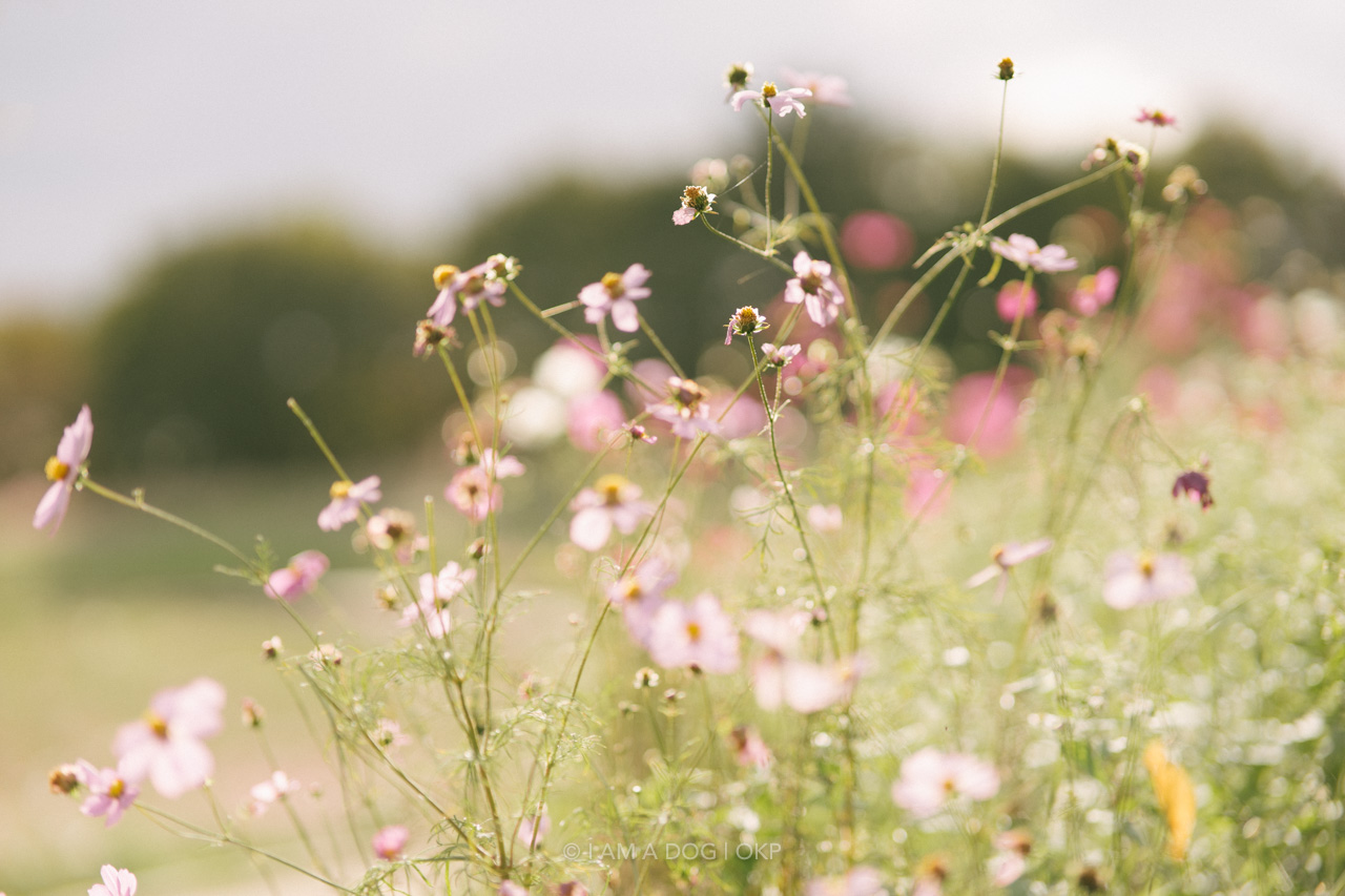 f:id:OKP:20220303232917j:plain