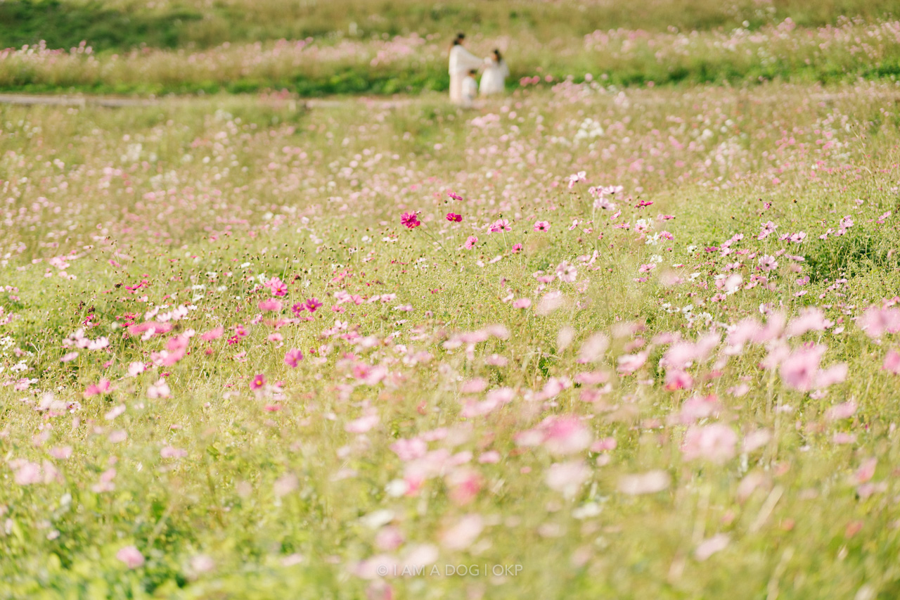 f:id:OKP:20220303232925j:plain