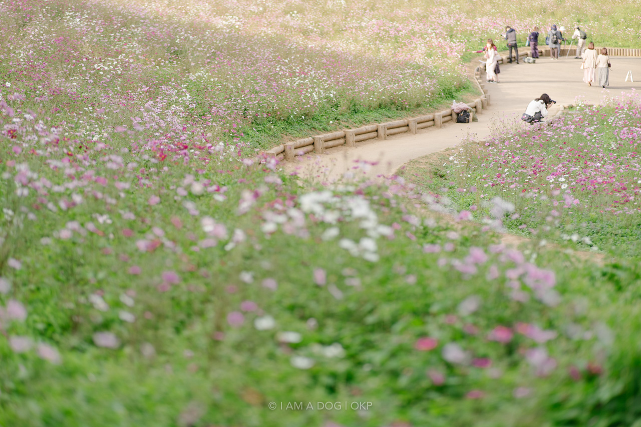 f:id:OKP:20220303232930j:plain