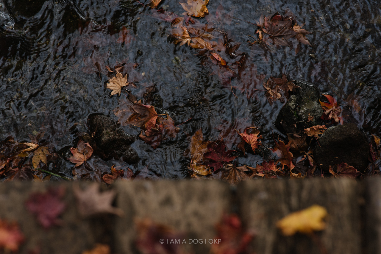 f:id:OKP:20220303232944j:plain