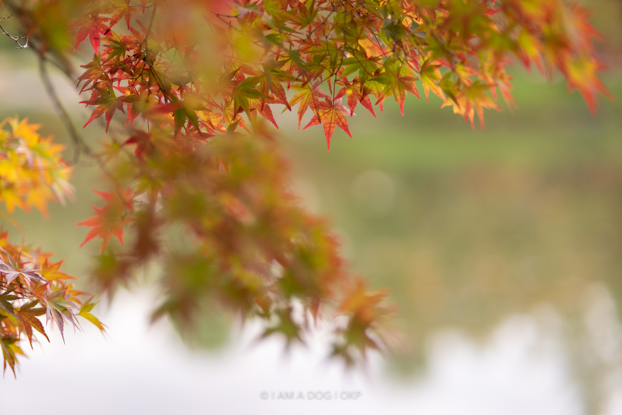 f:id:OKP:20220303232948j:plain