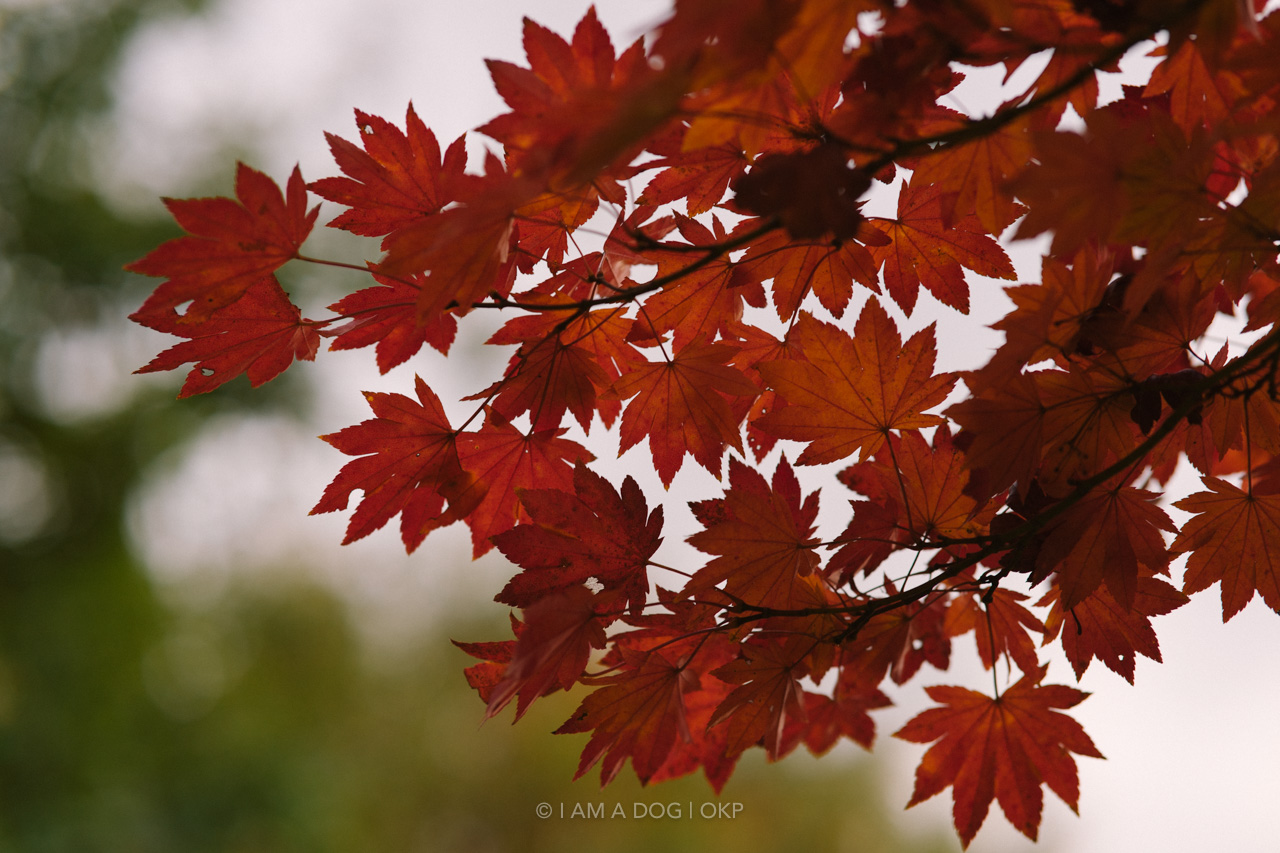 f:id:OKP:20220303233004j:plain