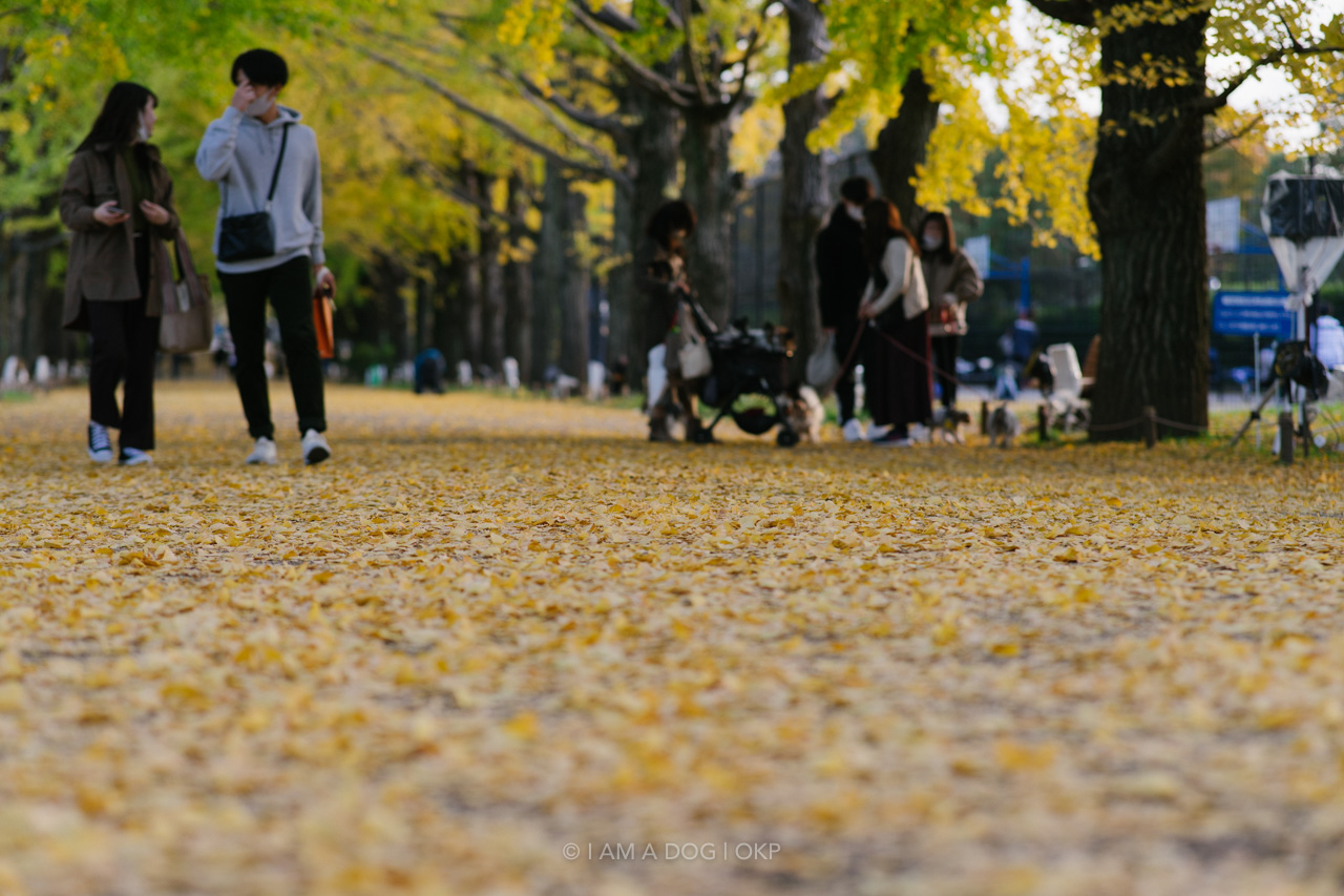 f:id:OKP:20220303233029j:plain