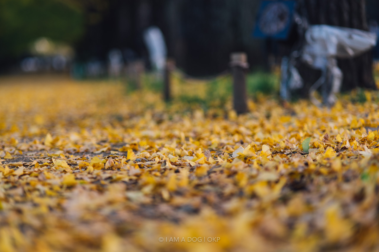 f:id:OKP:20220303233033j:plain