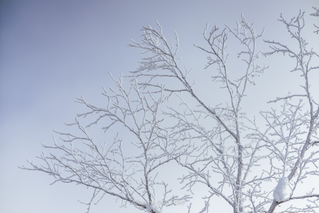 f:id:OKP:20220303233113j:plain