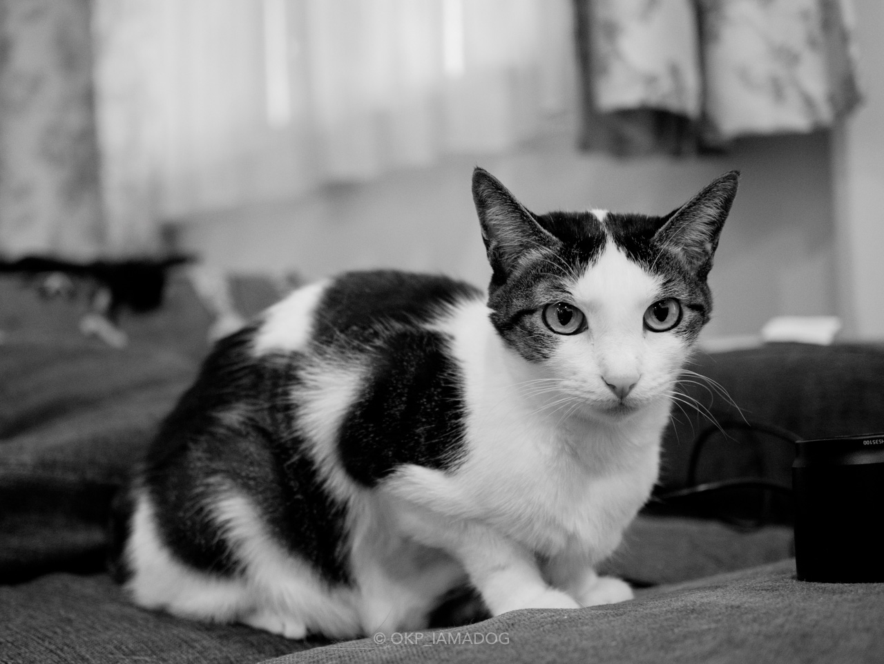 f:id:OKP:20220307174534j:plain