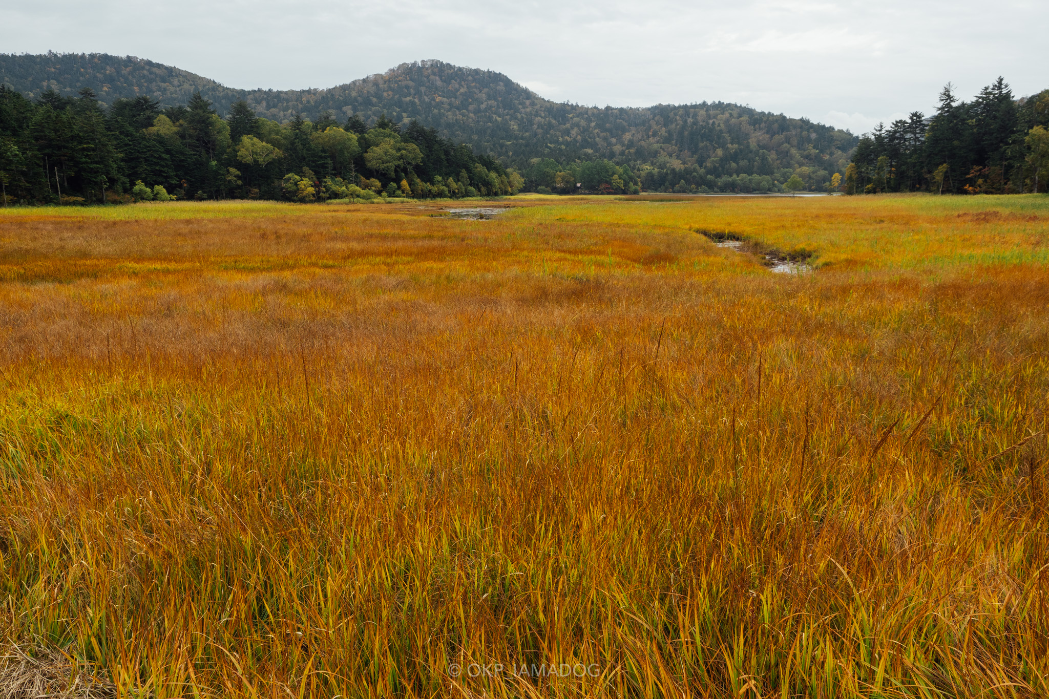 f:id:OKP:20220310154745j:plain