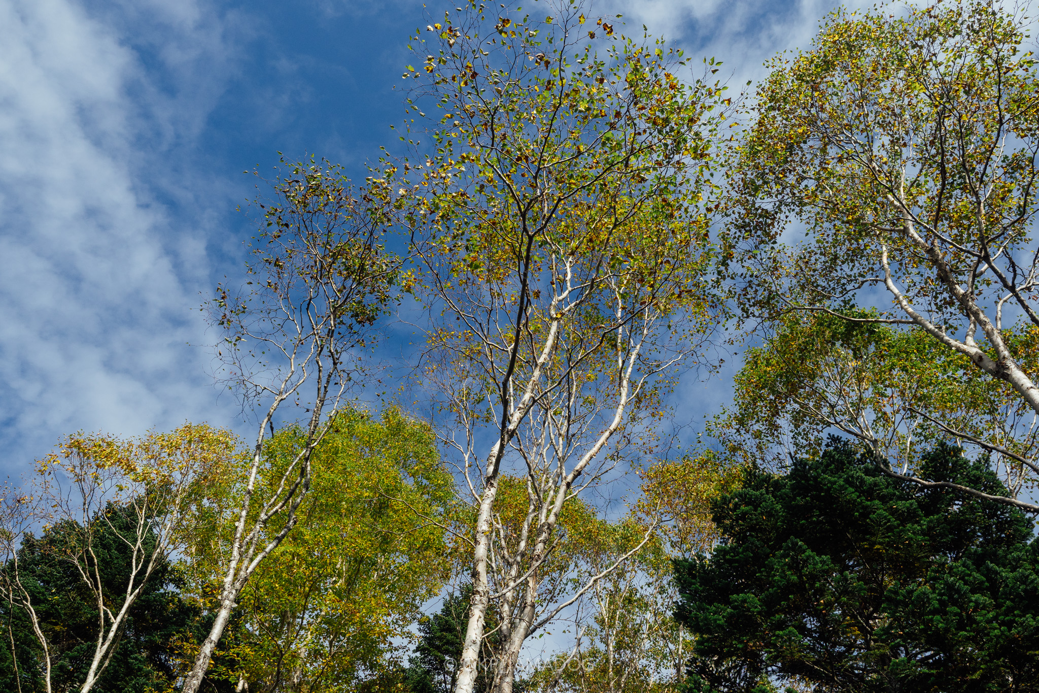 f:id:OKP:20220310155343j:plain