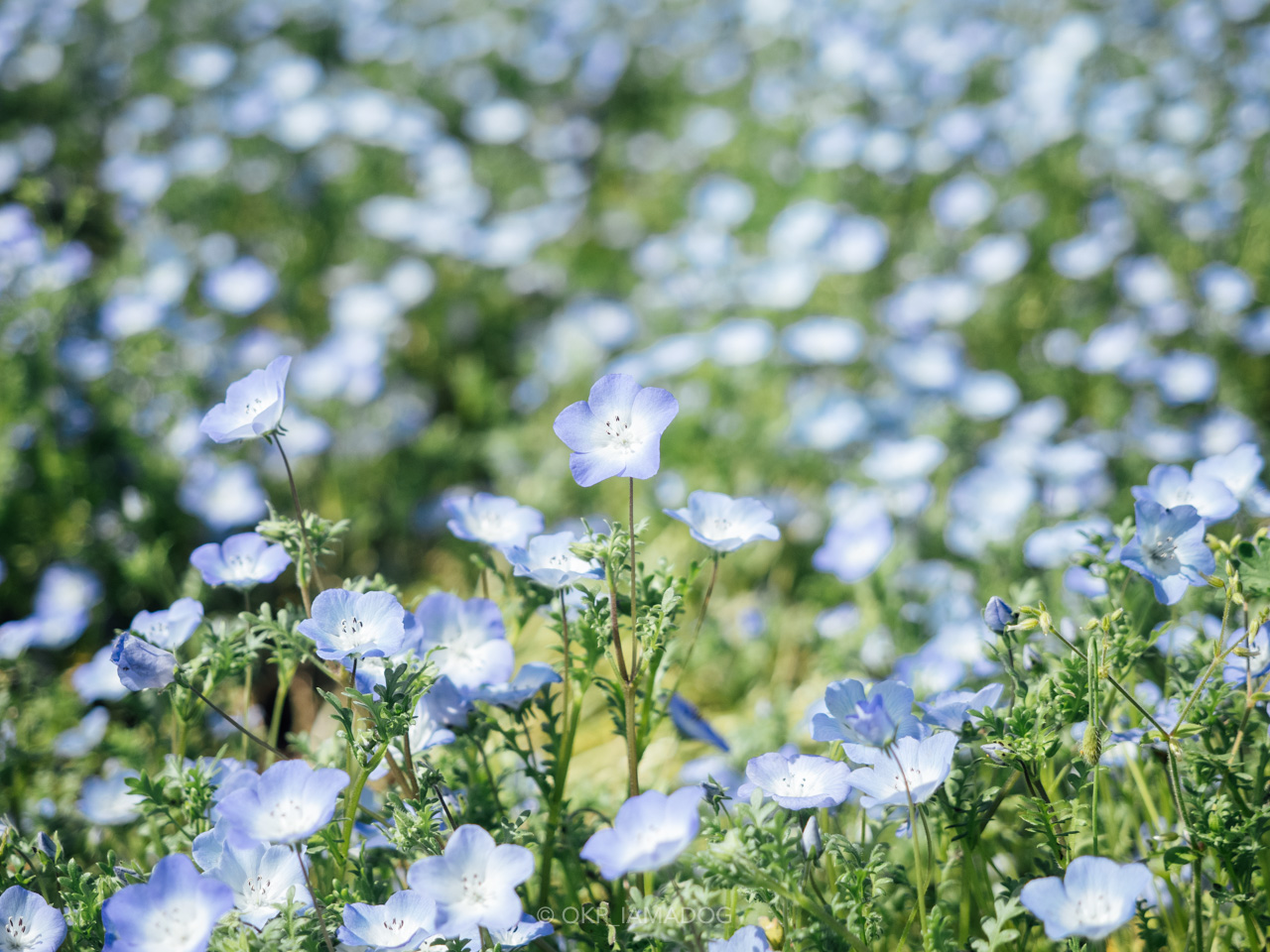 昭和記念公園さんぽ Suicaでタッチ入園 ネモフィラや菜の花が見頃 電動キックボードシェアリング I Am A Dog