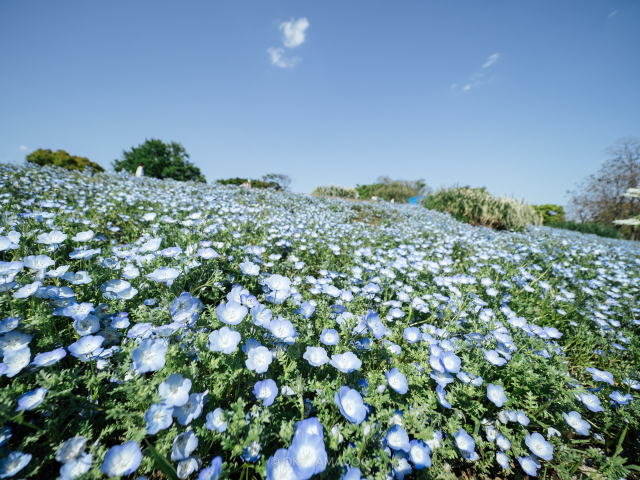 昭和記念公園さんぽ Suicaでタッチ入園 ネモフィラや菜の花が見頃 電動キックボードシェアリング I Am A Dog 昭和記念公園さんぽ Suicaでタッチ入園 ネモフィラや菜の花が見頃 電動キックボードシェアリング I Am A Dog