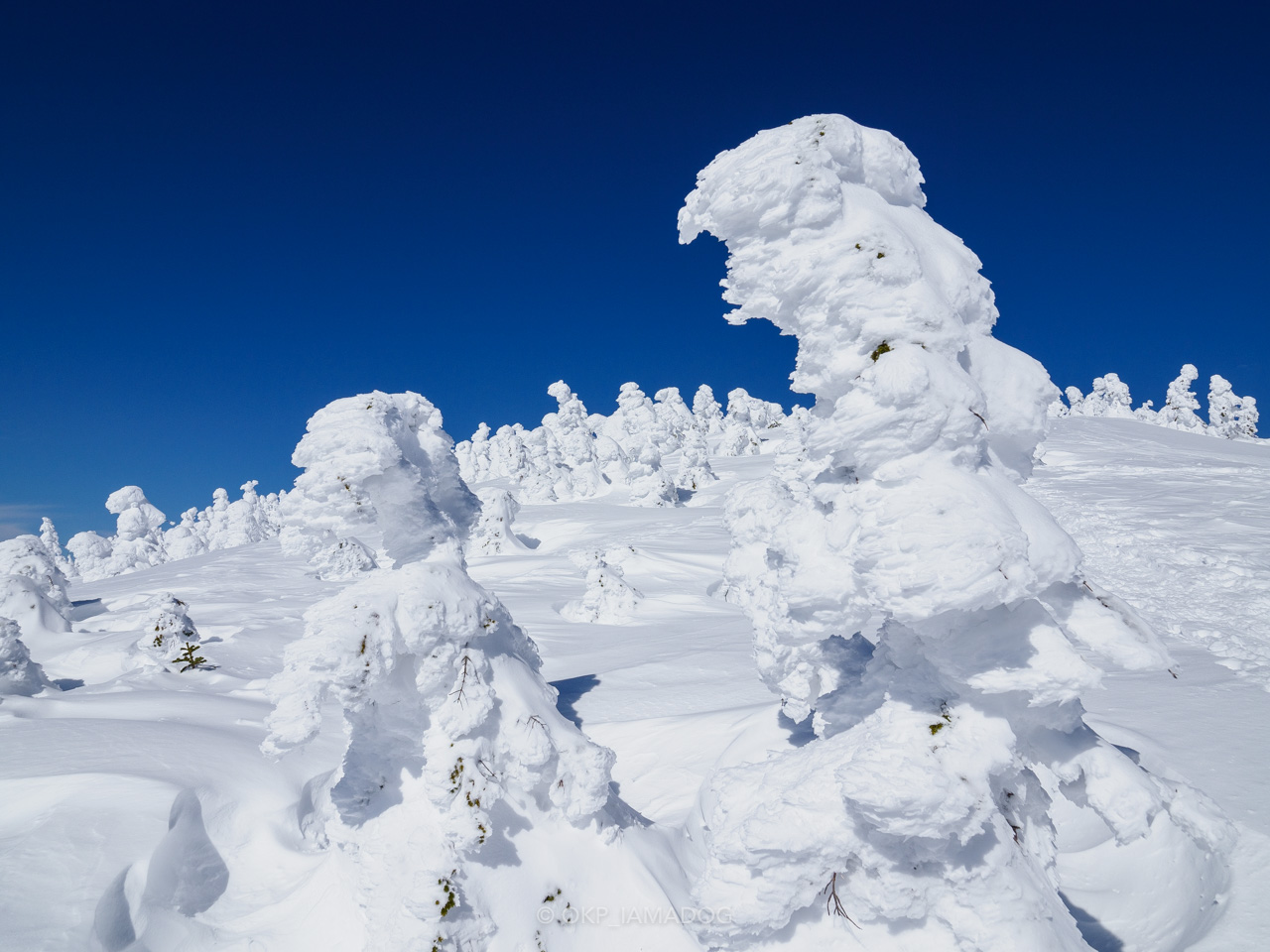 東北・西吾妻山と巨大樹氷群：魅惑的なスノーモンスターたちに出会った