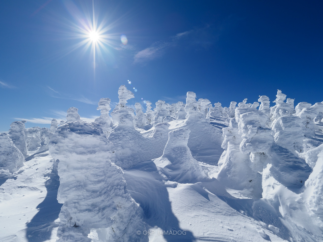 ヒマラヤシーダー　ファーストスノー　特大苗 ヒマラヤシーダー ファーストスノー 特大苗