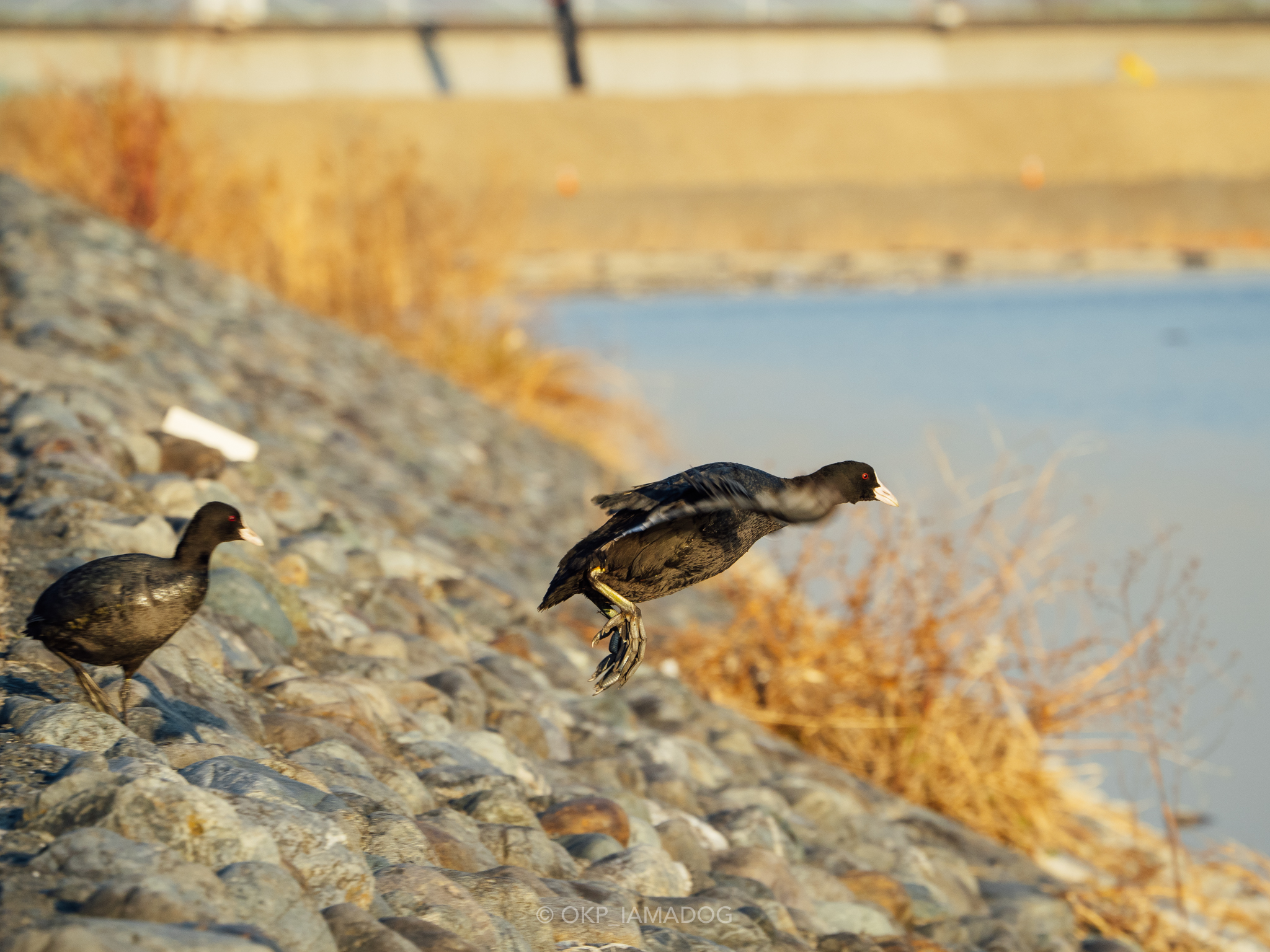 ❤️迫力ズーム❤️Canon 75-300mm❤️野鳥・飛行機撮影❤️ POV Wildlife Photography with Canon's 75-300mm Lens and a