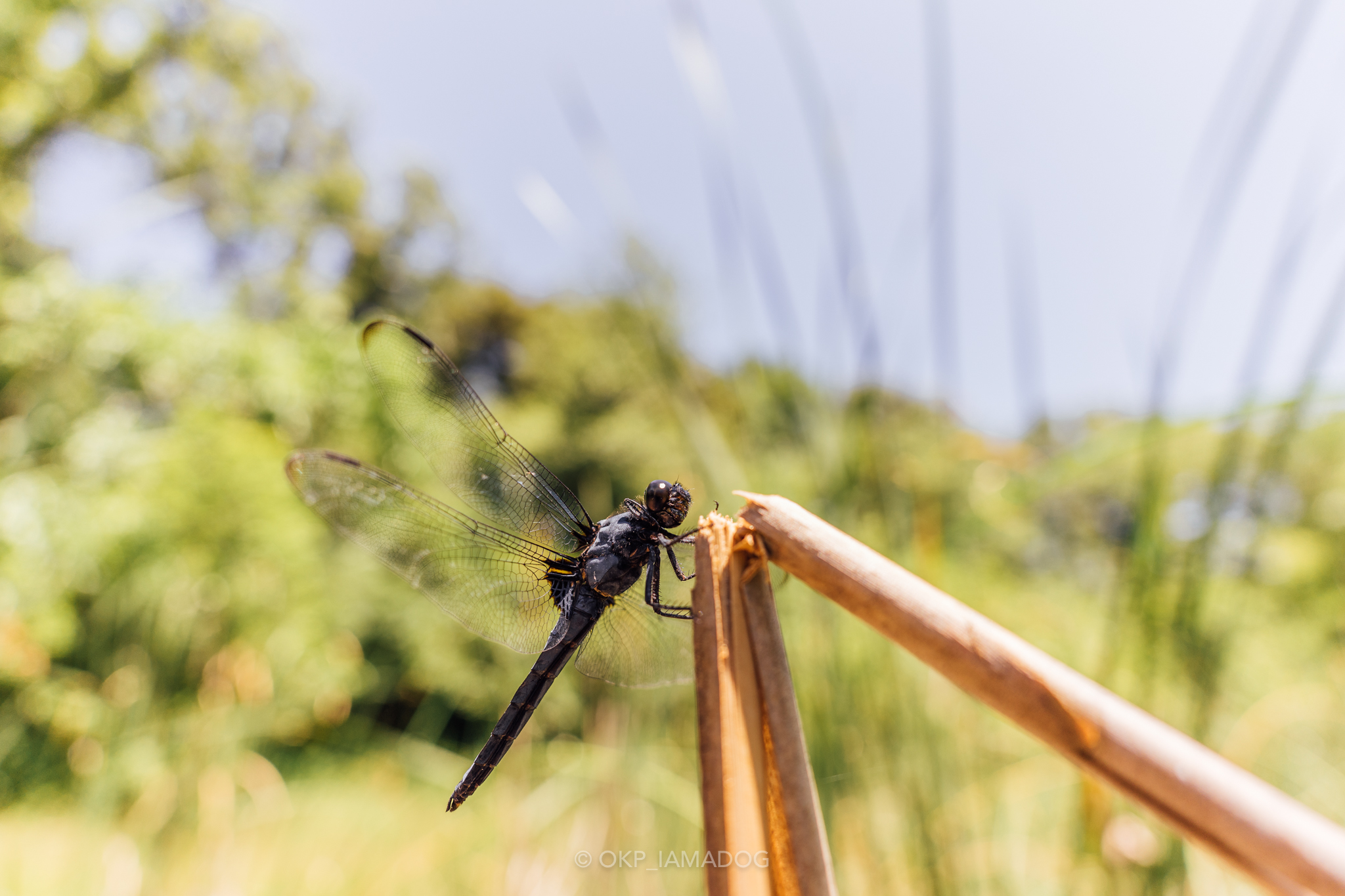 TAMRON 20mm F/2.8 Di III OSD M1:2 (Model F050) で超広角スナップを