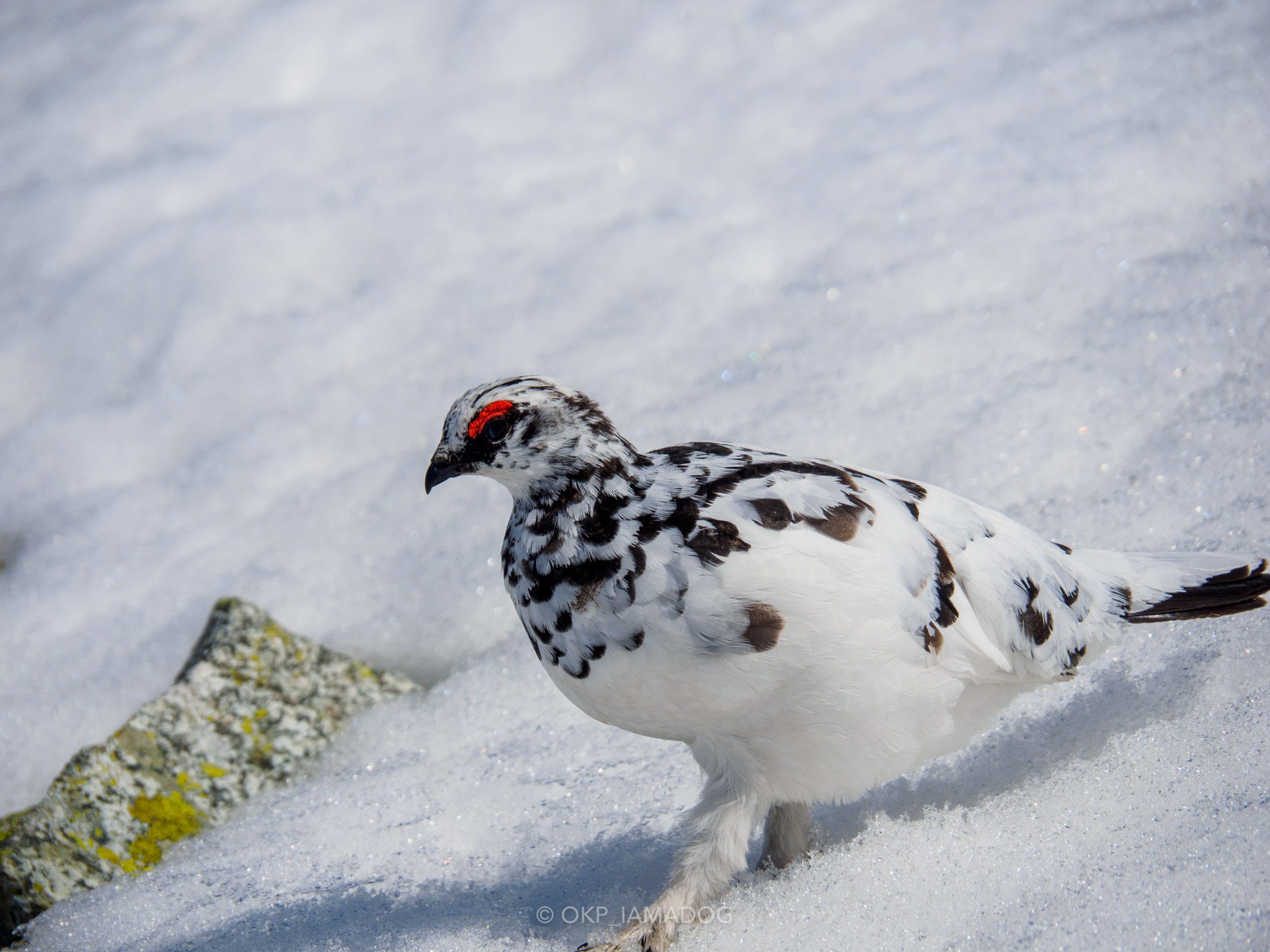 軽量＆防塵防滴な高倍率ズームOLYMPUS 14-150mm F4.0-5.6 IIを