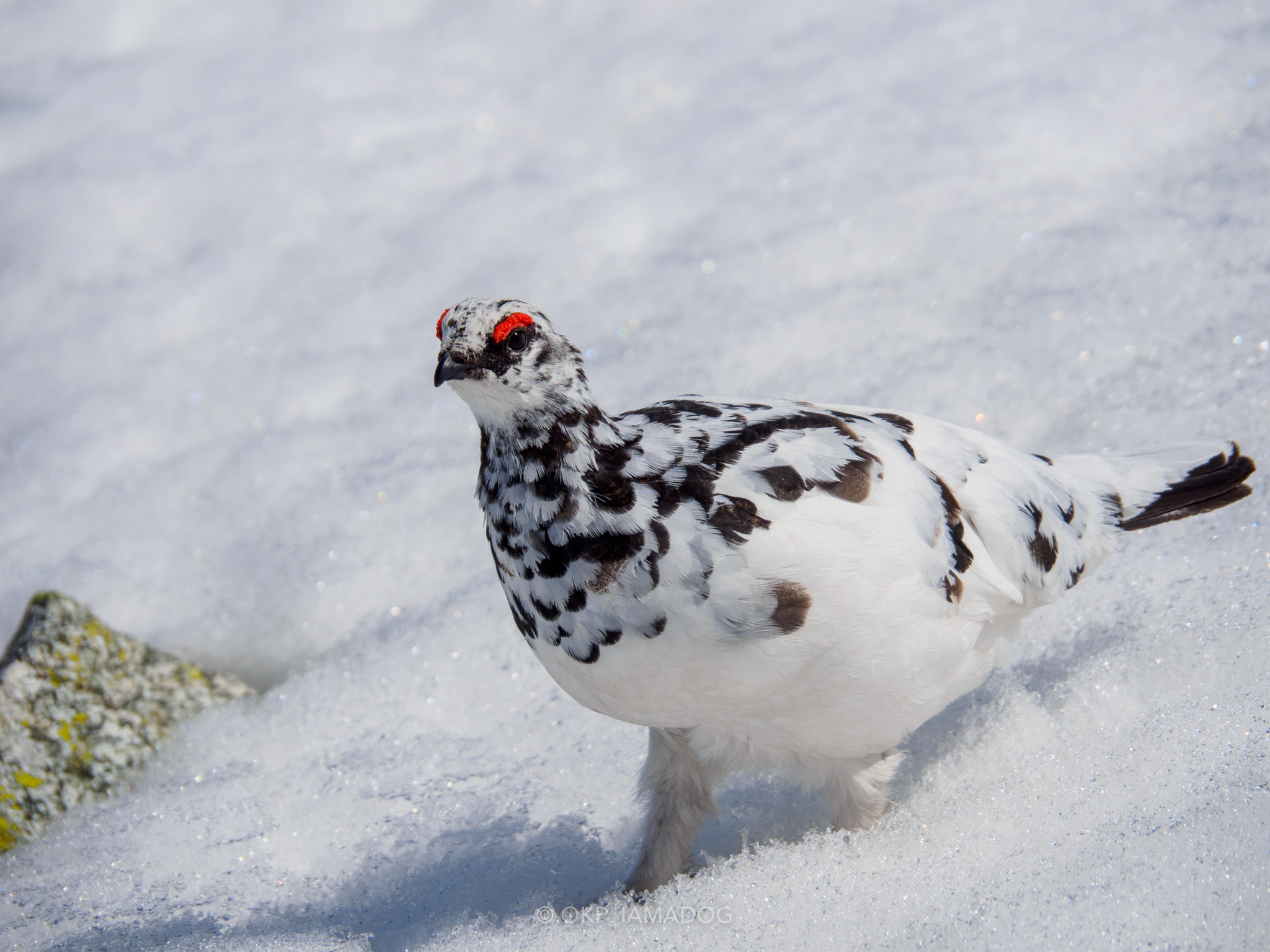 軽量＆防塵防滴な高倍率ズームOLYMPUS 14-150mm F4.0-5.6 IIを導入