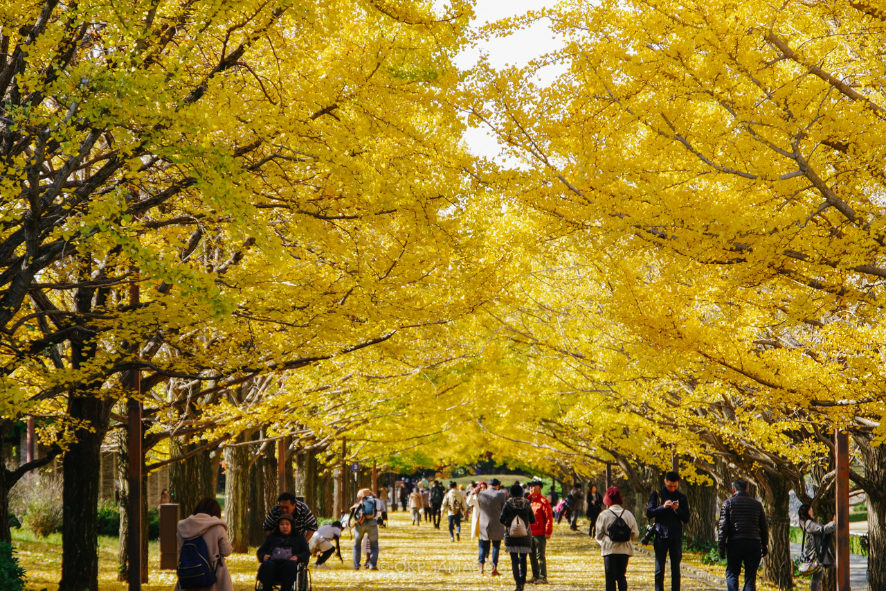黄葉 紅葉 が見ごろを迎えた昭和記念公園でフォトウォークしてきた I Am A Dog