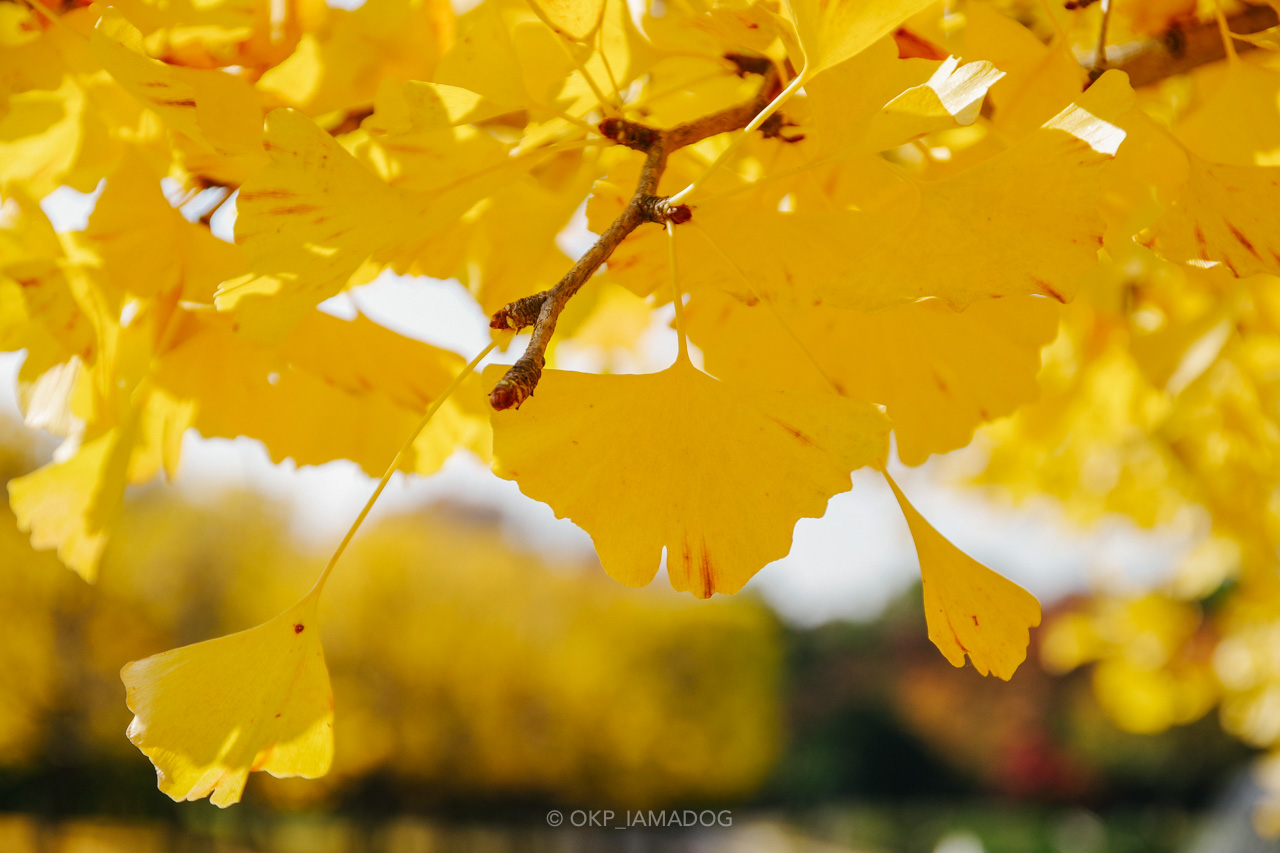 黄葉 紅葉 が見ごろを迎えた昭和記念公園でフォトウォークしてきた I Am A Dog
