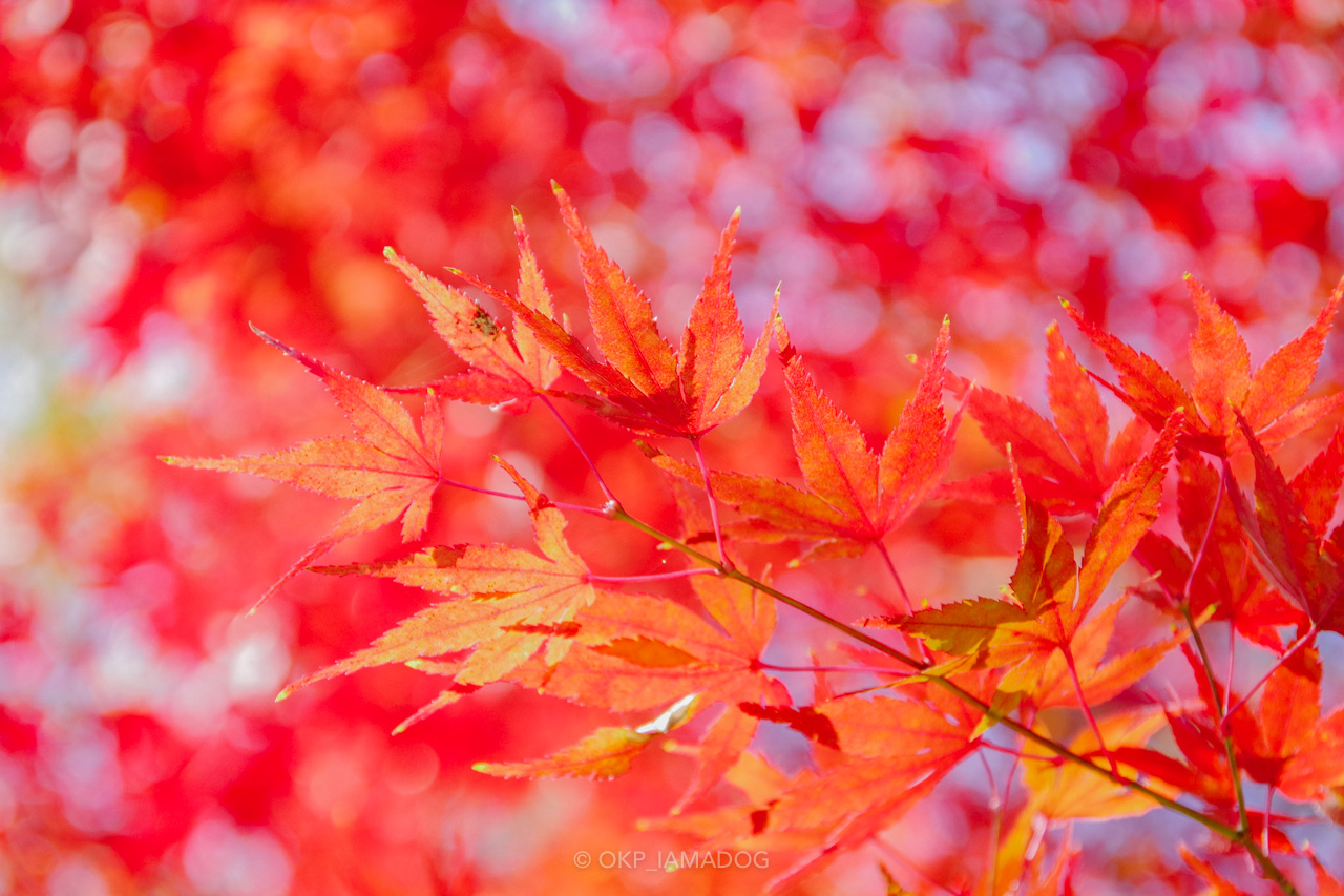 黄葉 紅葉 が見ごろを迎えた昭和記念公園でフォトウォークしてきた I Am A Dog