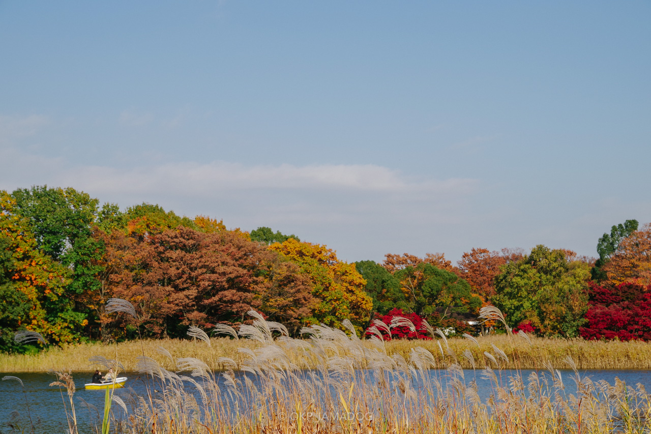 黄葉 紅葉 が見ごろを迎えた昭和記念公園でフォトウォークしてきた I Am A Dog