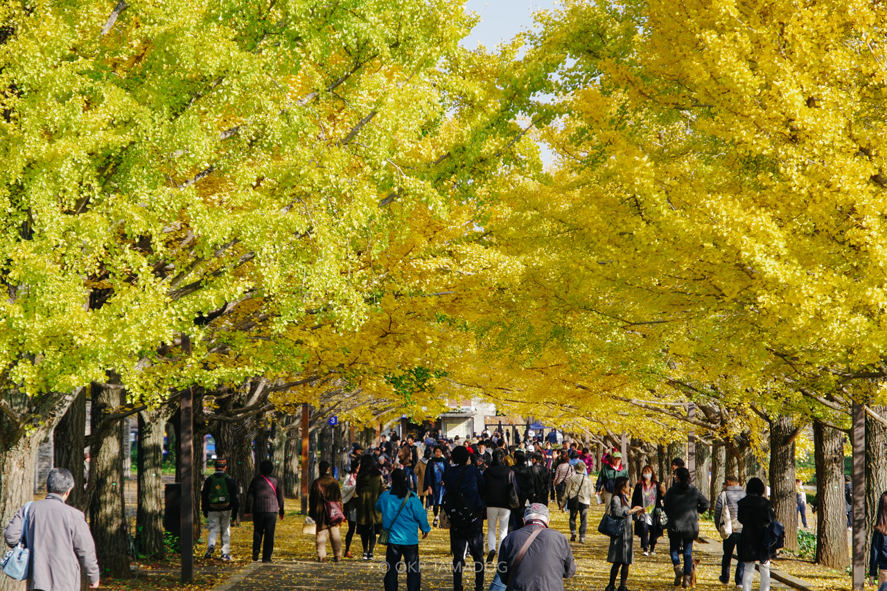 黄葉 紅葉 が見ごろを迎えた昭和記念公園でフォトウォークしてきた I Am A Dog