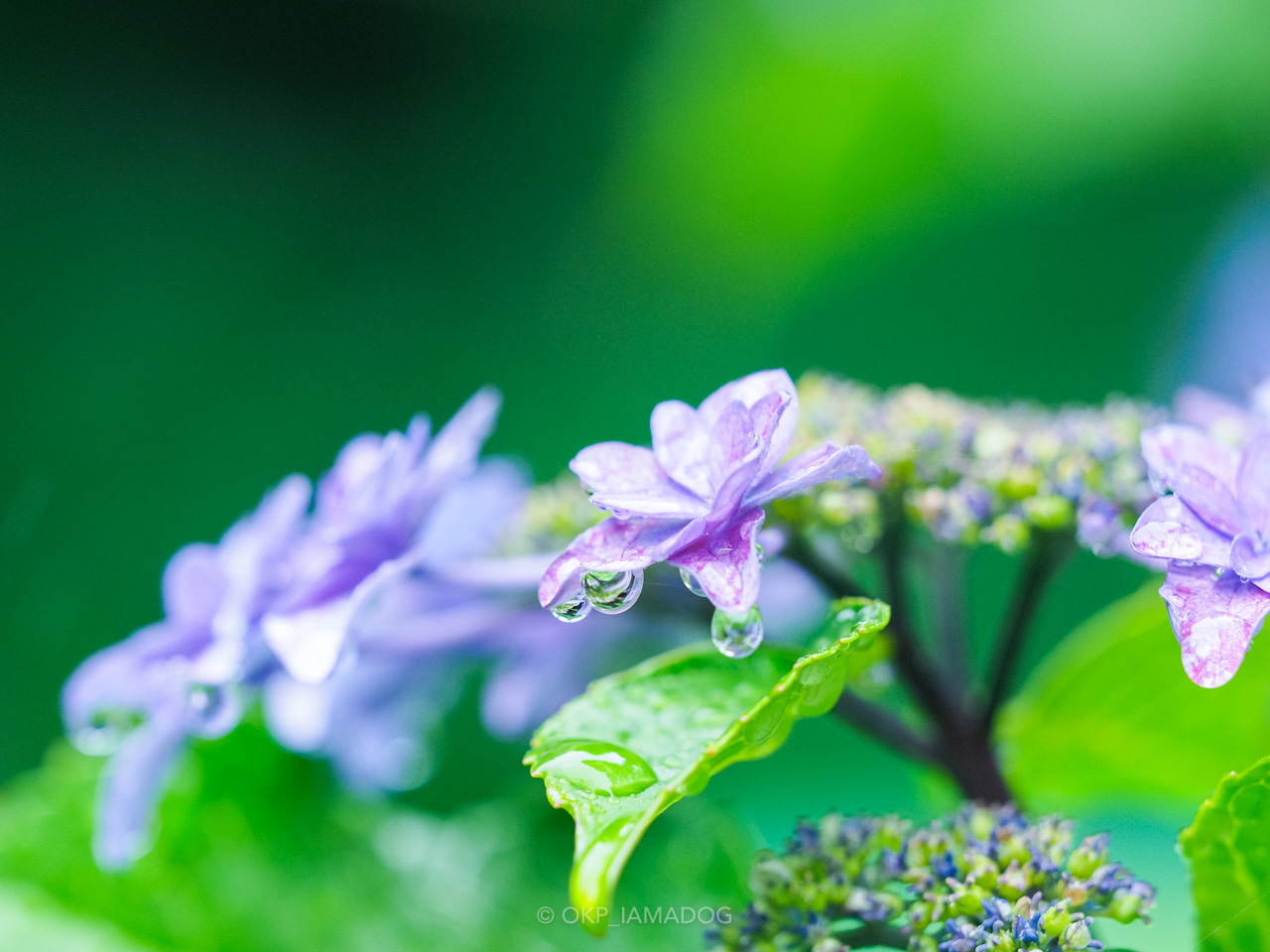 赤鼻緒下駄つき◆高級変わり織■涼し紫紫陽花(あじさい)と金魚のえんじ紅赤浴衣■ AMJ漆塗下駄 朱塗桜蒔絵 正絹本天鼻緒付 | 越後桐下駄 小林履物店