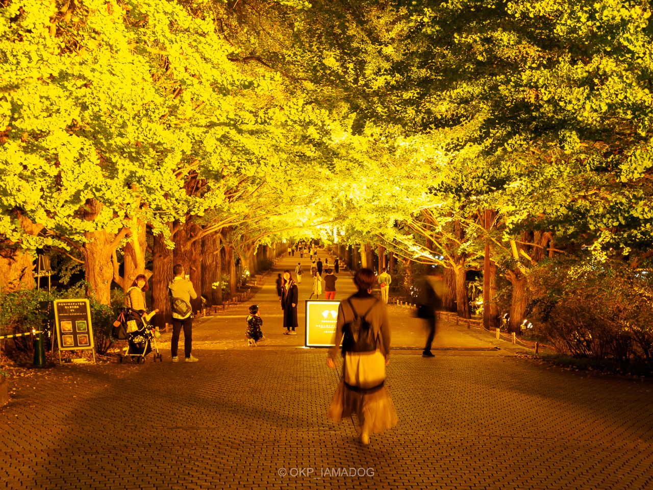 夜の日本庭園とイチョウ並木、昭和記念公園の紅葉ライトアップ