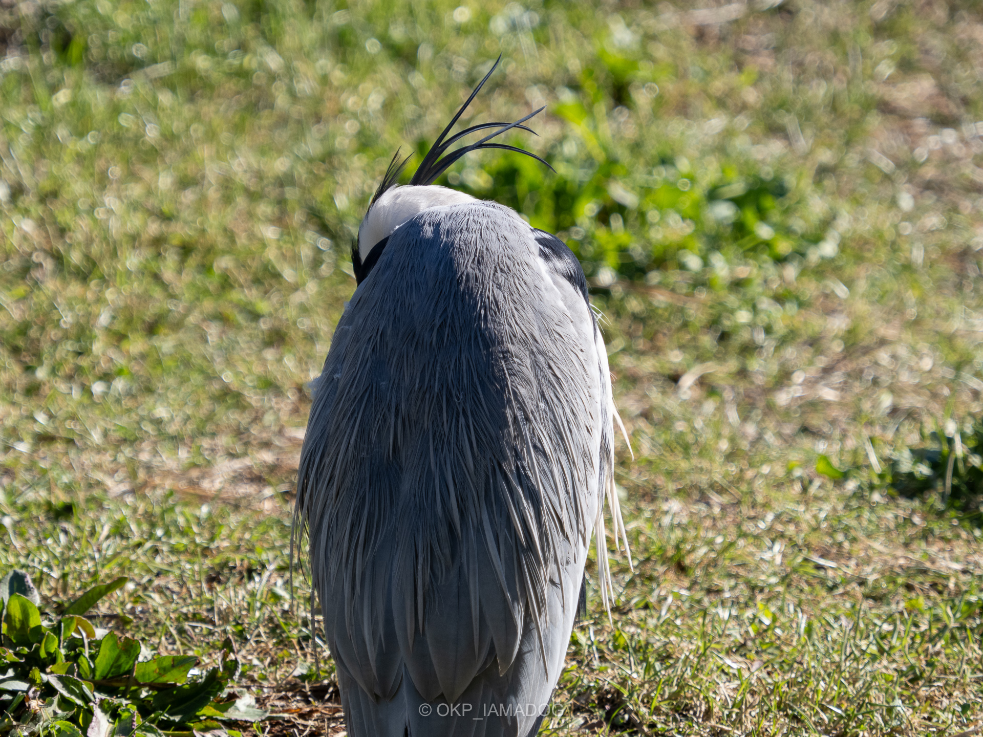 【美品】サンヨー WF-A800 ウインドファン 回転木馬 Mototassinari W型8枚リードバルブ ジョグ90/アクシス90