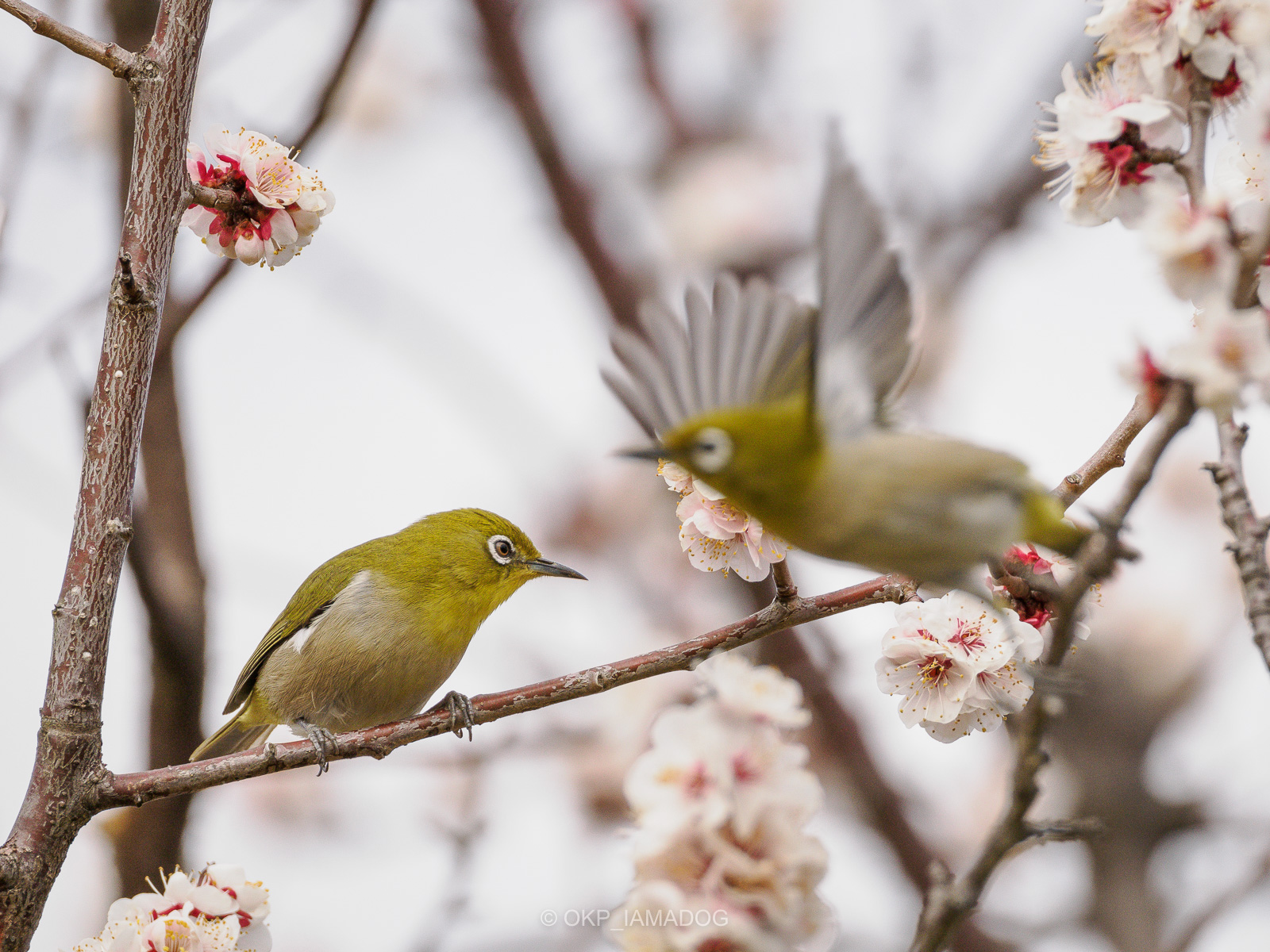 ウメジロー2024：府中市郷土の森博物館の梅園でメジロを撮る - I AM A DOG