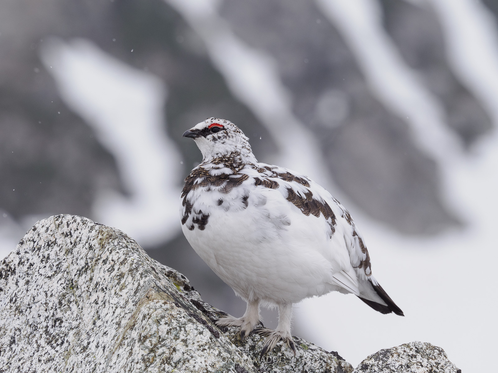 GW立山初日、浄土山でライチョウに出会いまくる季節外れの雪の日 - I
