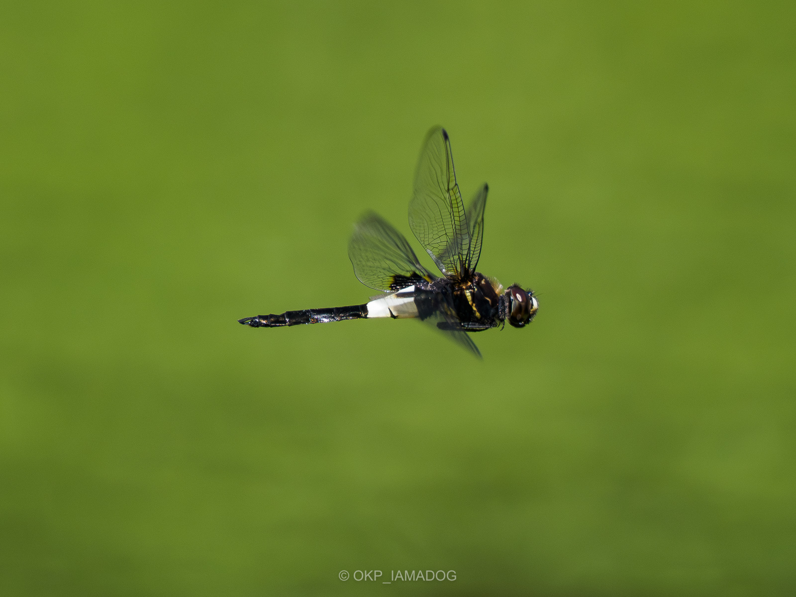 公園の池の上を飛ぶ白黒トンボの飛翔写真を撮ってみたい… - I AM