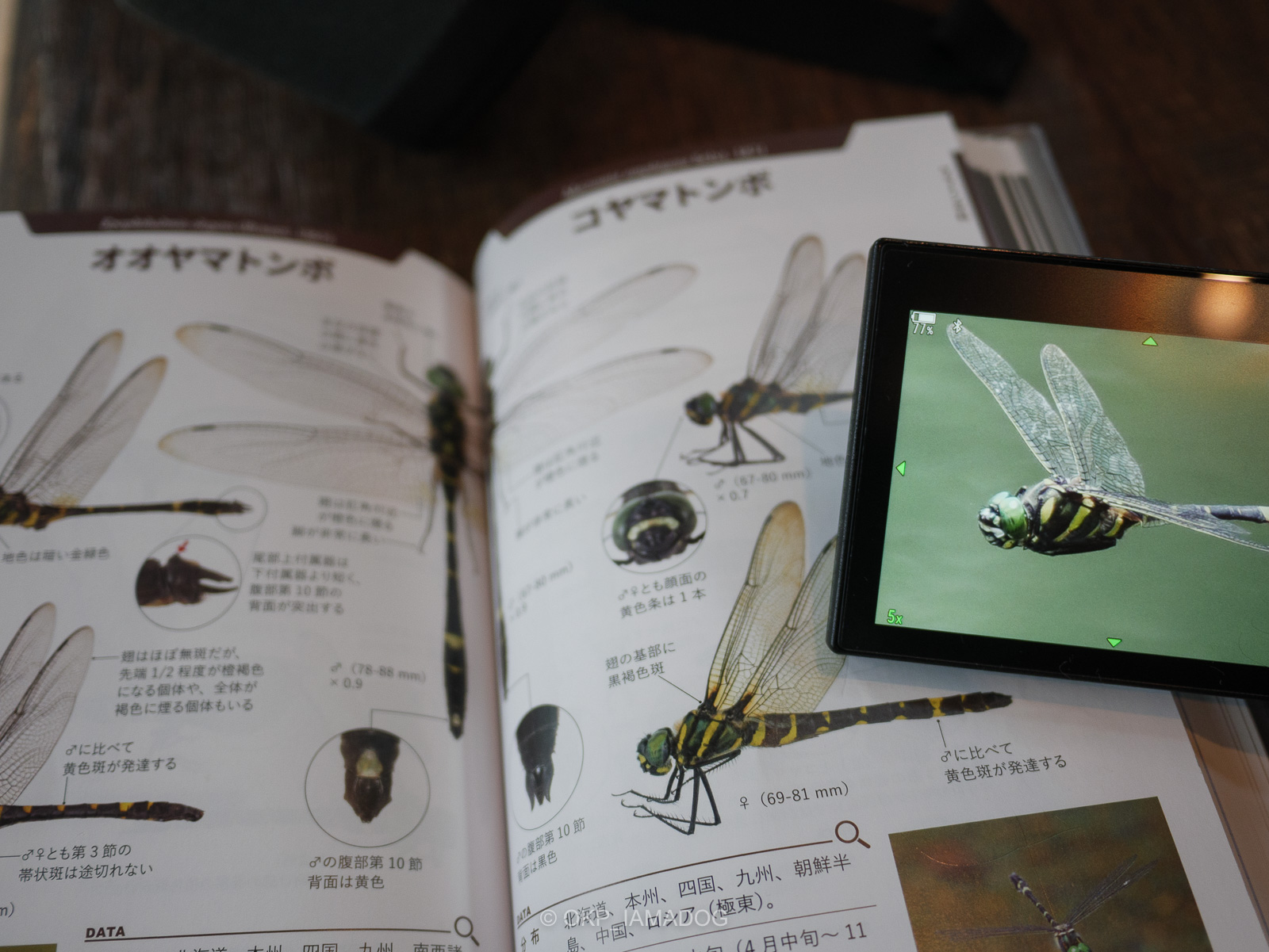 ハンディ図鑑『トンボハンドブック』で散歩中のトンボ観察がさらに