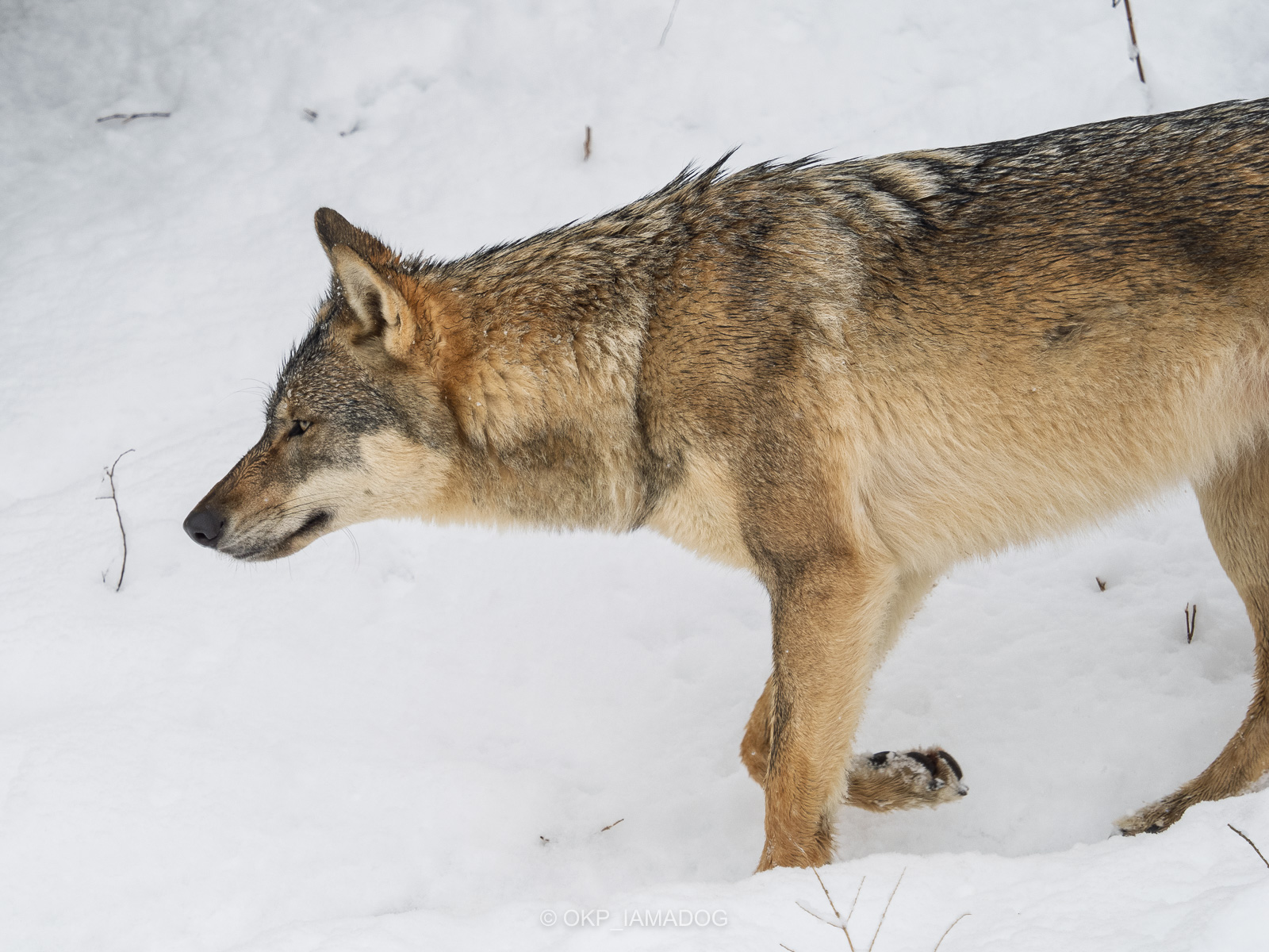 2026年2月8日：雪の日の多摩動物園の動物たち（オオカミ、ユキヒョウ