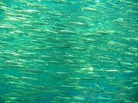 f:id:OLOH:20070505030755j:image:right