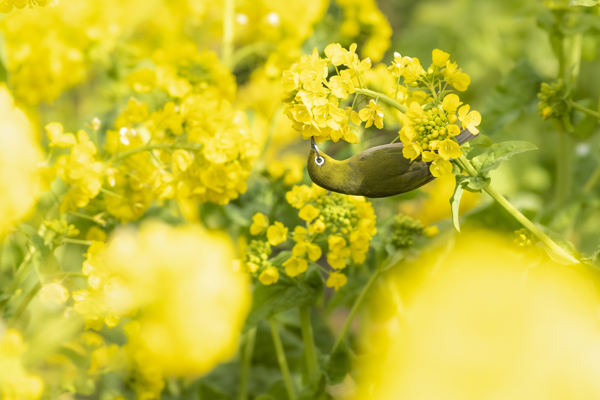 f:id:ONEPHOTO:20220206002058j:plain