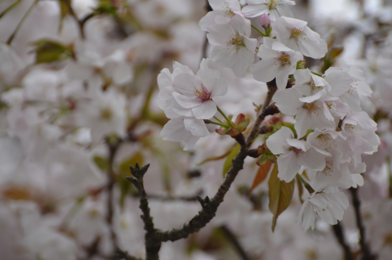 f:id:ONOYUGO:20150405222100j:plain