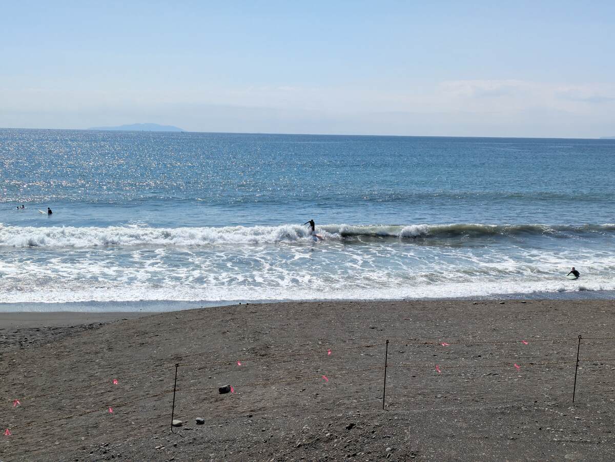 2026年3月15日午前11:37の茅ヶ崎白樺