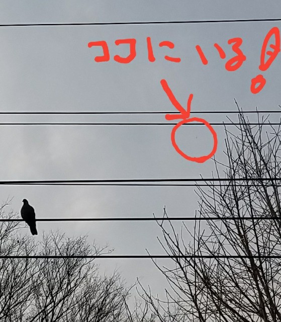 f:id:OOTANI-takanori:20180227170429j:image f:id:OOTANI-takanori:20180227170429j:image