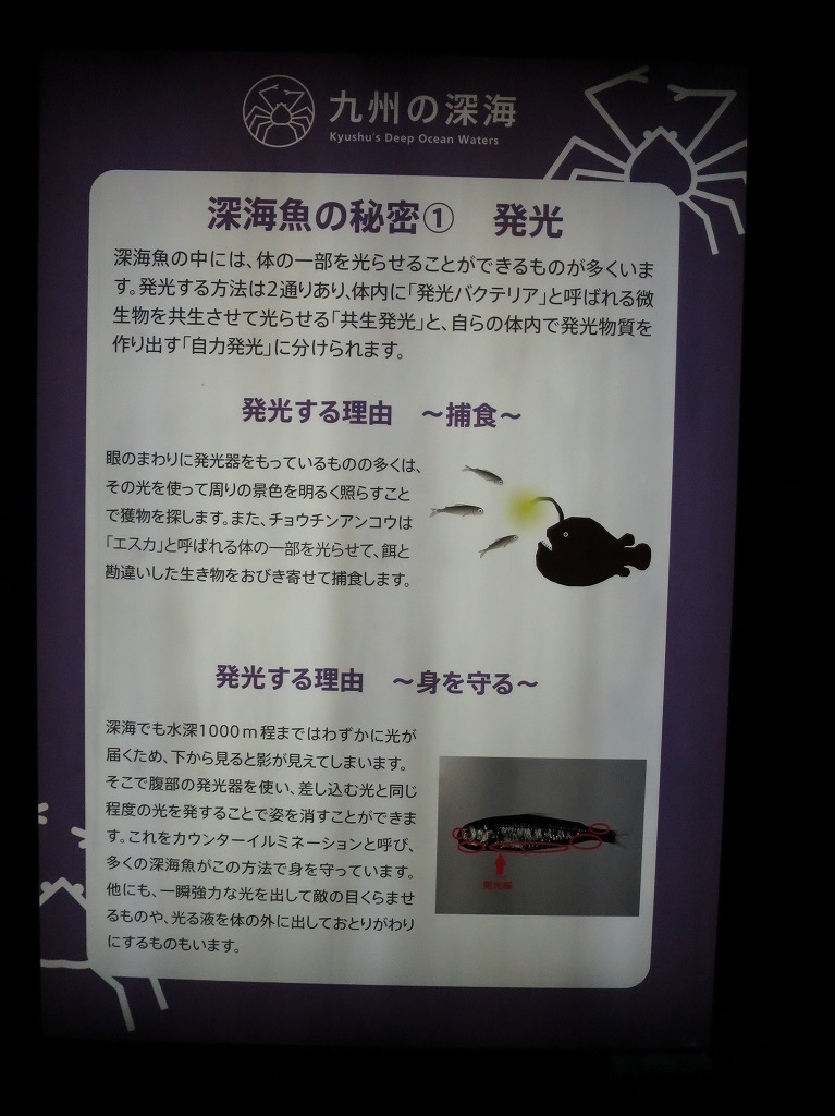 f:id:ORCINUS:20190530160511j:plain f:id:ORCINUS:20190530160511j:plain