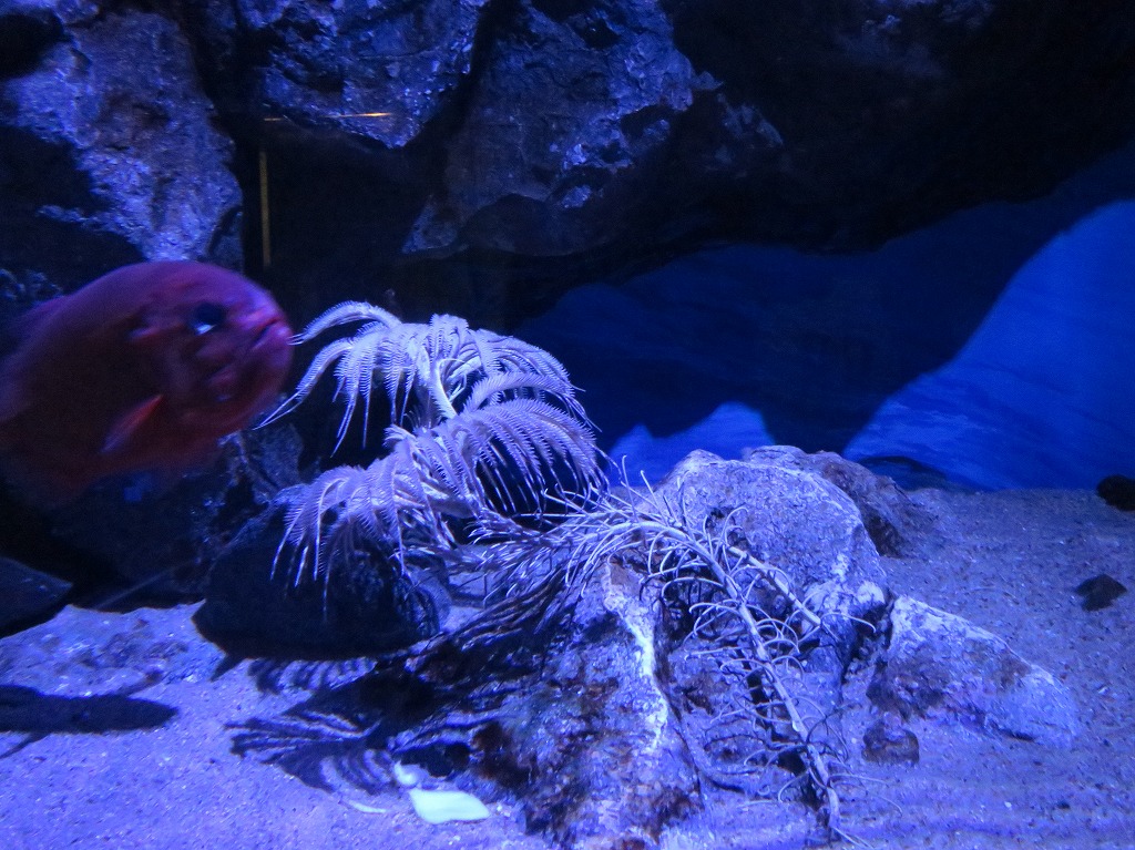 f:id:ORCINUS:20190530160749j:plain f:id:ORCINUS:20190530160749j:plain