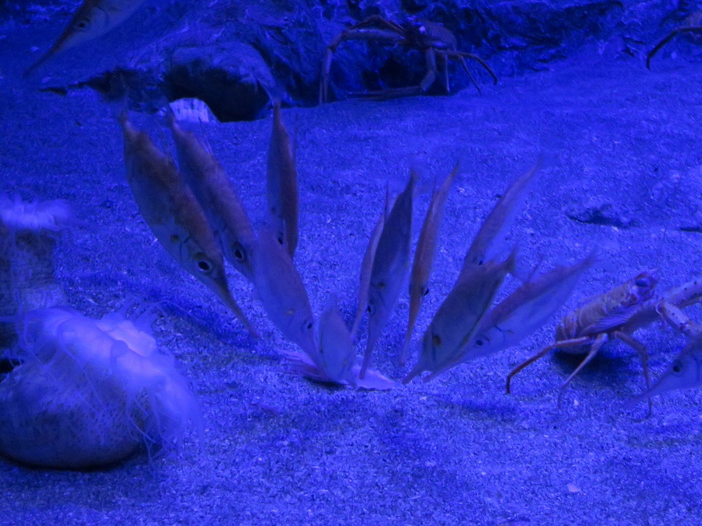 f:id:ORCINUS:20190530161107j:plain f:id:ORCINUS:20190530161107j:plain