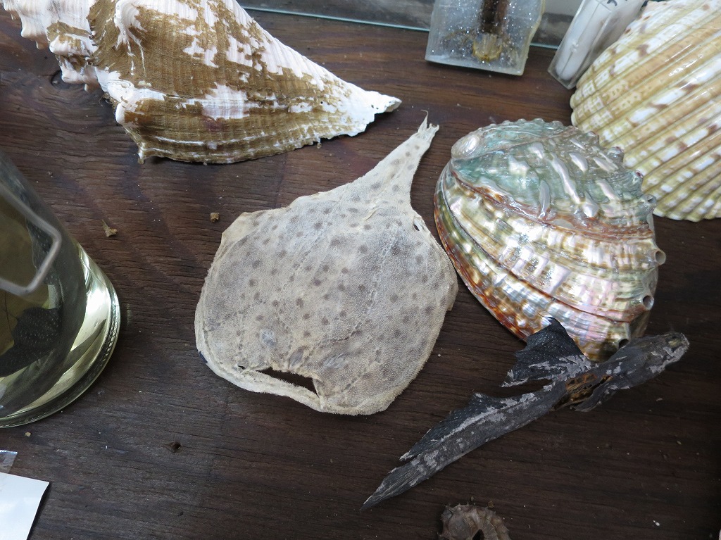 f:id:ORCINUS:20190531173347j:plain f:id:ORCINUS:20190531173347j:plain