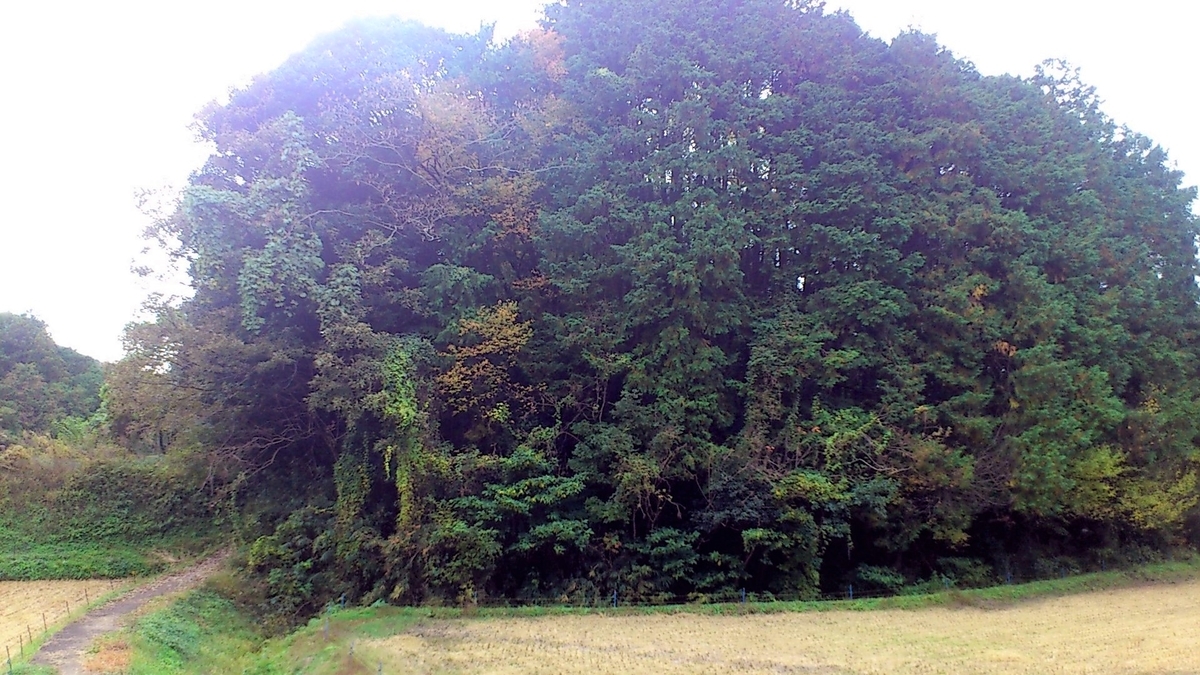 f:id:OSAKA-TOM:20200323184632j:plain f:id:OSAKA-TOM:20200323184632j:plain