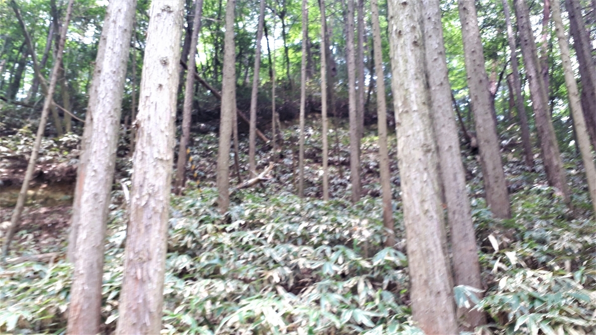 f:id:OSAKA-TOM:20200527132557j:plain f:id:OSAKA-TOM:20200527132557j:plain