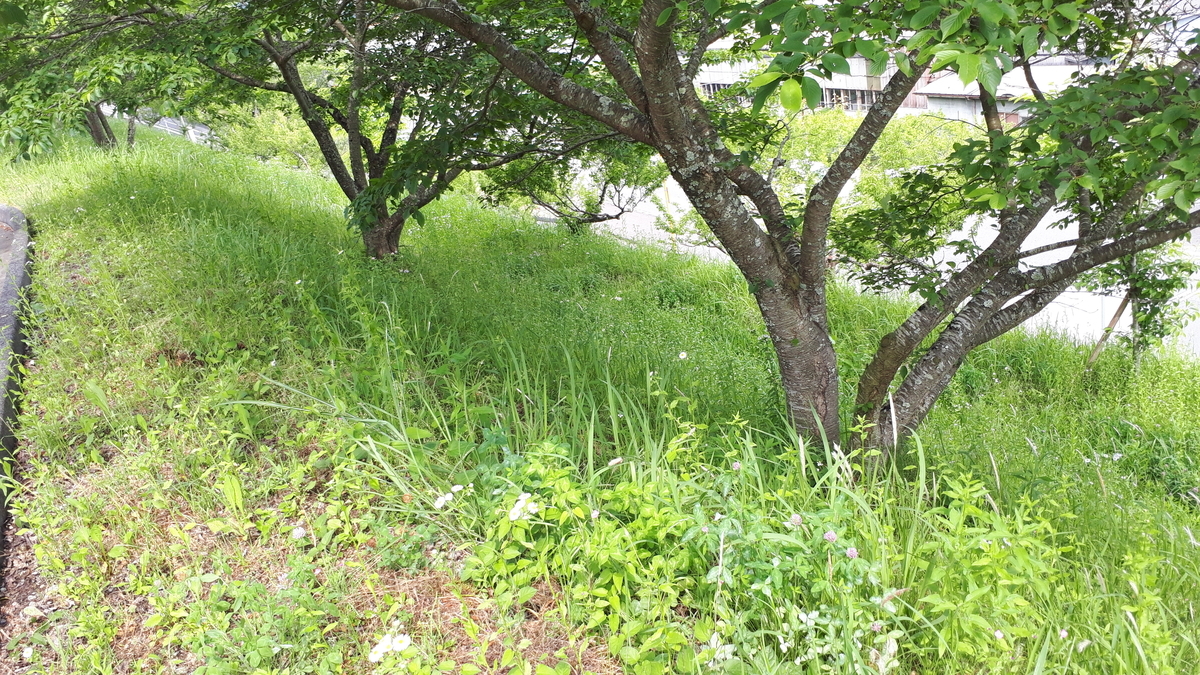 f:id:OSAKA-TOM:20200615101308j:plain f:id:OSAKA-TOM:20200615101308j:plain